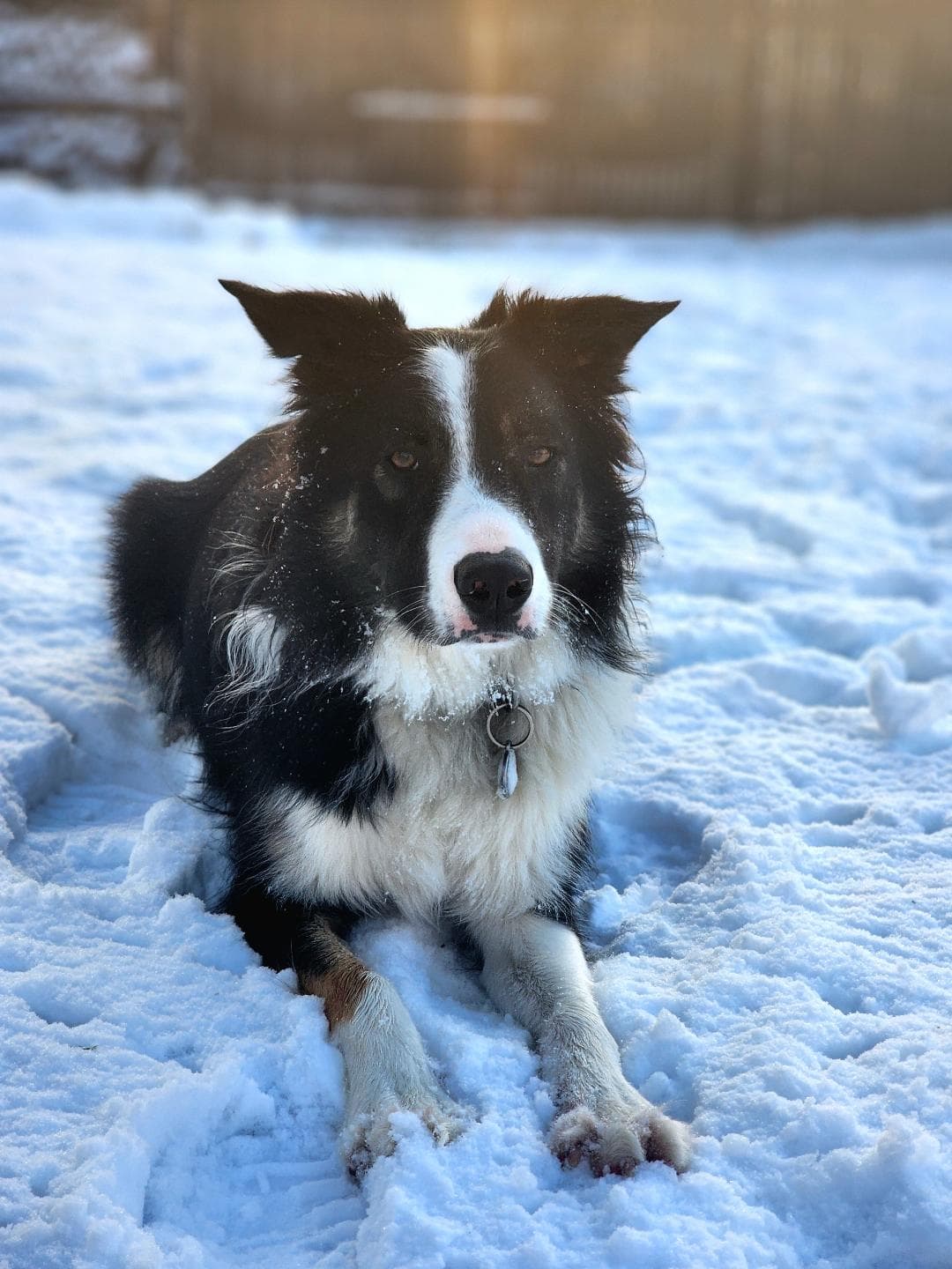 Chien dans la neige